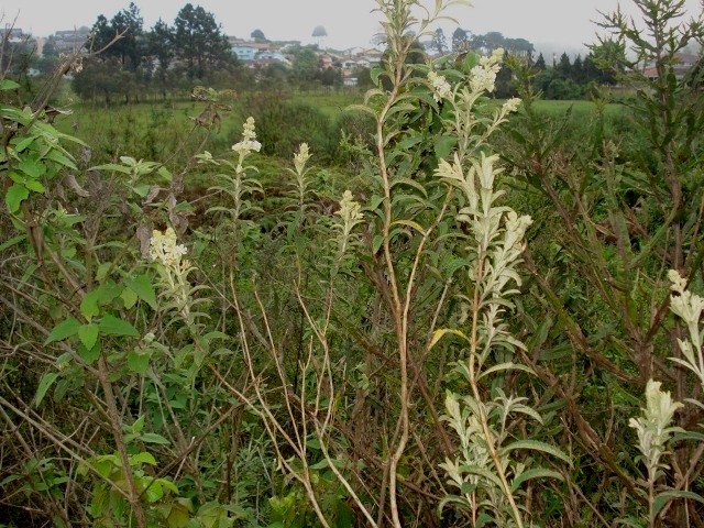 Buddleja elegans