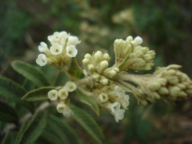 Buddleja elegans