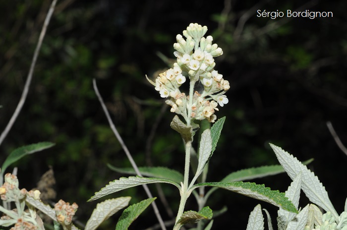 Buddleja elegans