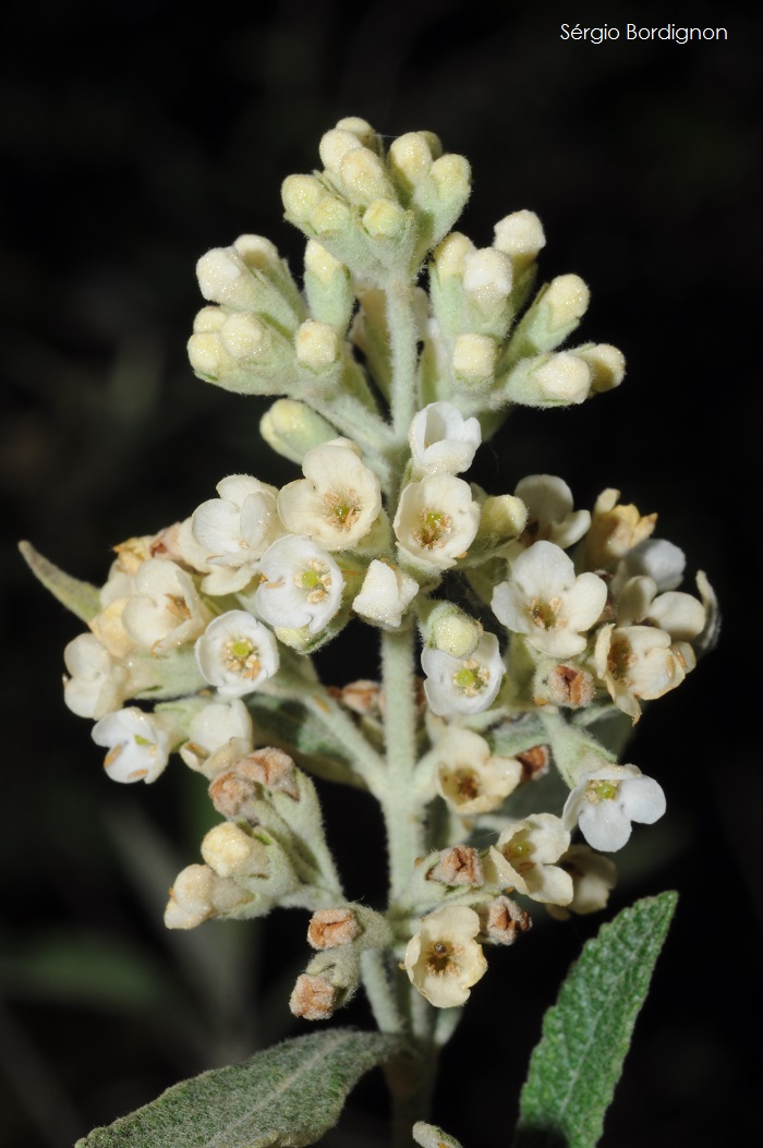 Buddleja elegans