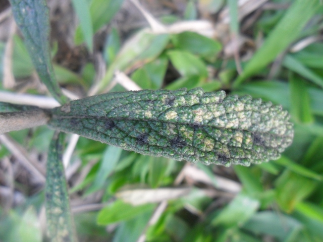 Buddleja elegans