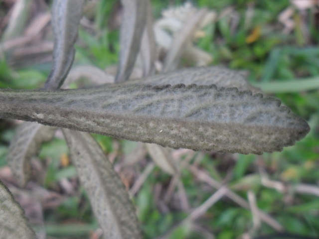 Buddleja elegans