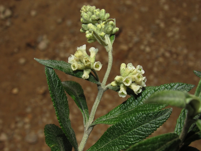 Buddleja elegans