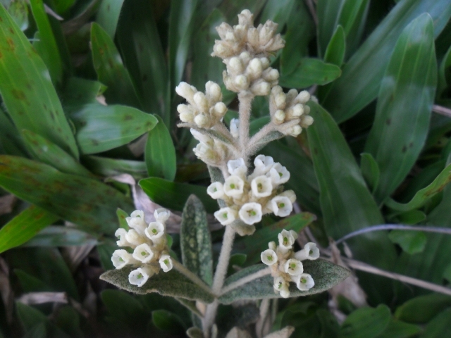 Buddleja elegans