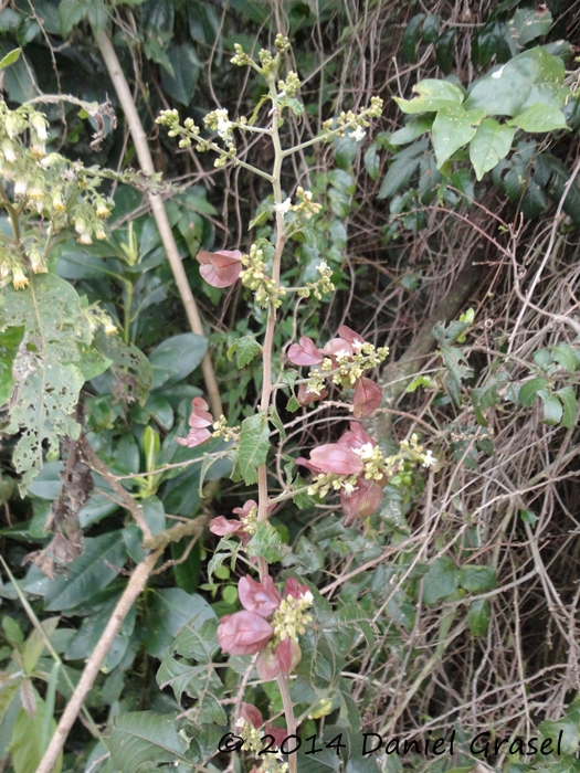 Urvillea ulmacea