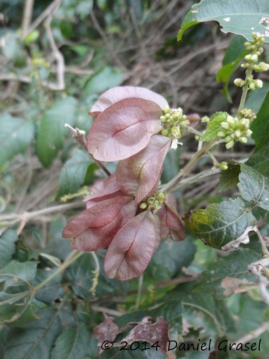 Urvillea ulmacea