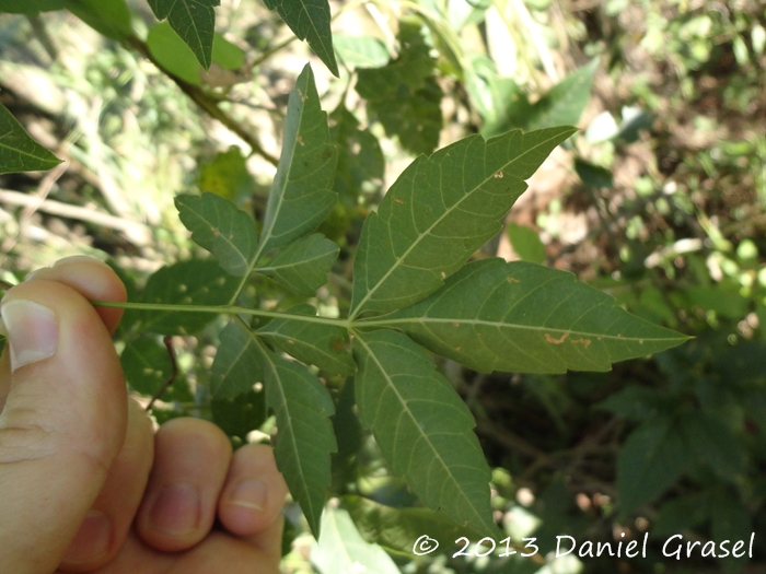 Serjania meridionalis