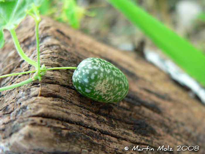 Melothria pendula