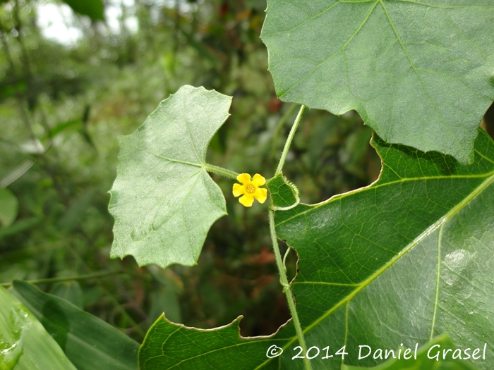 Melothria pendula