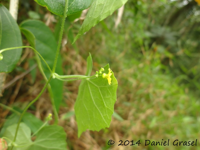 Melothria pendula