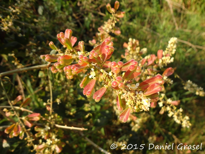 Serjania fuscifolia