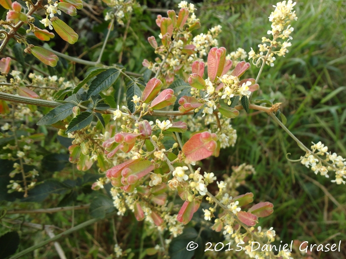 Serjania fuscifolia