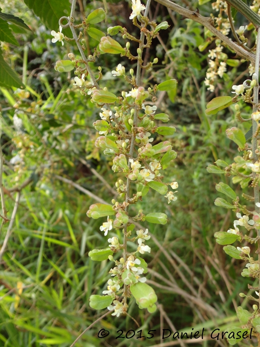 Serjania fuscifolia
