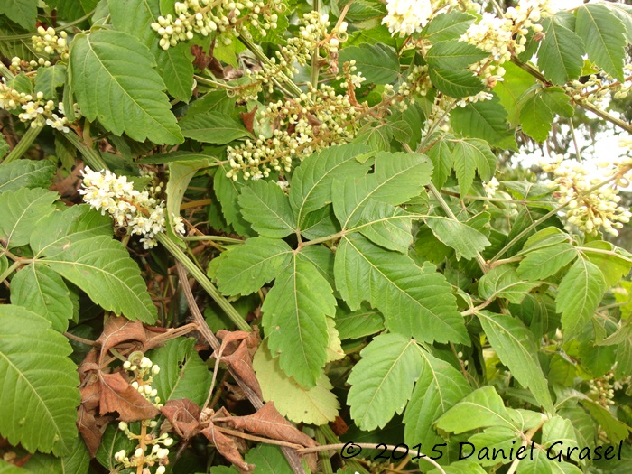 Serjania fuscifolia