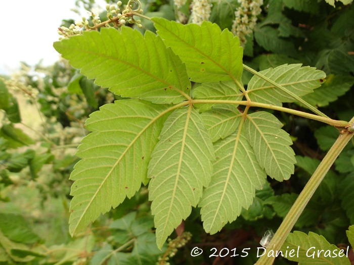 Serjania fuscifolia