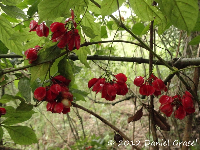 Paullinia meliifolia