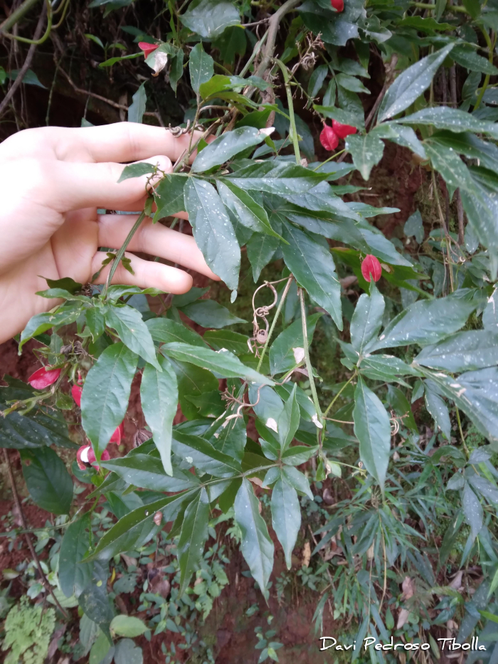 Paullinia meliifolia