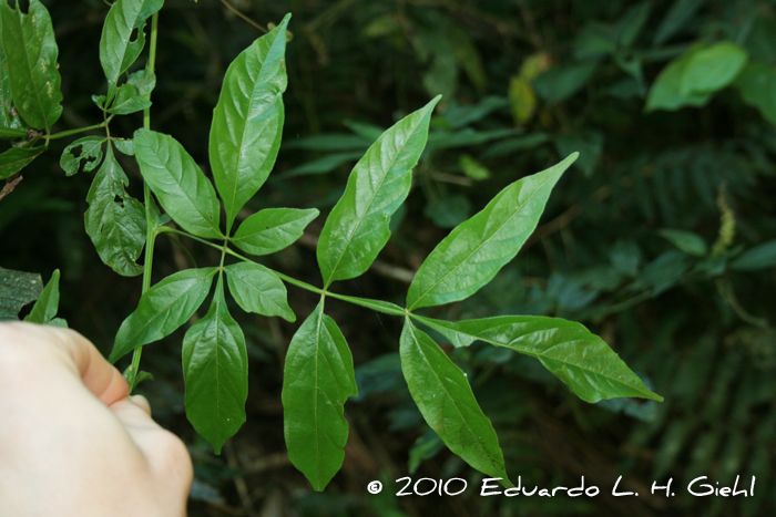 Paullinia meliifolia