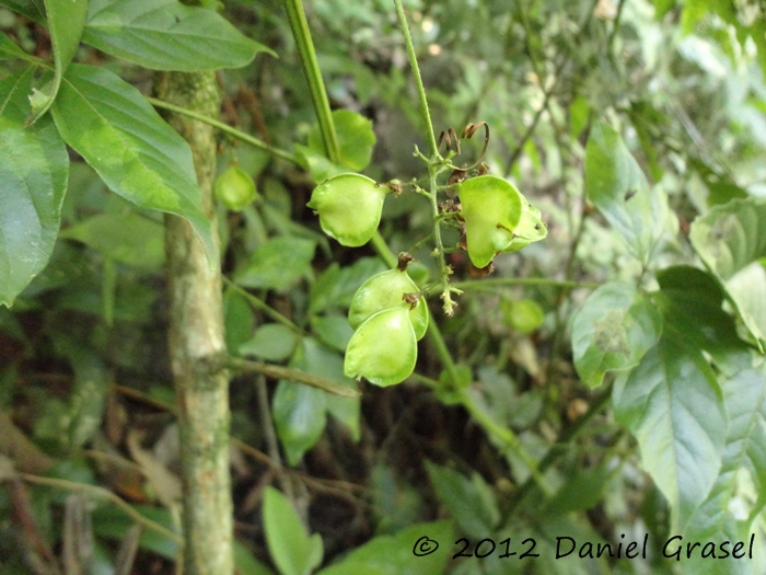 Paullinia meliifolia