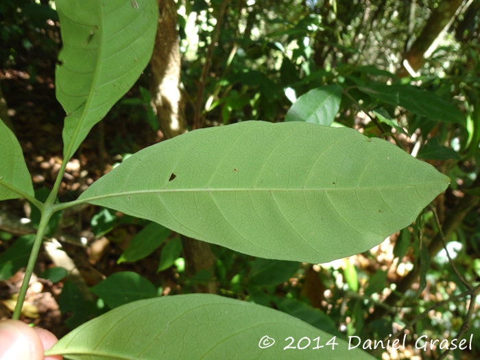 Trichilia pallens