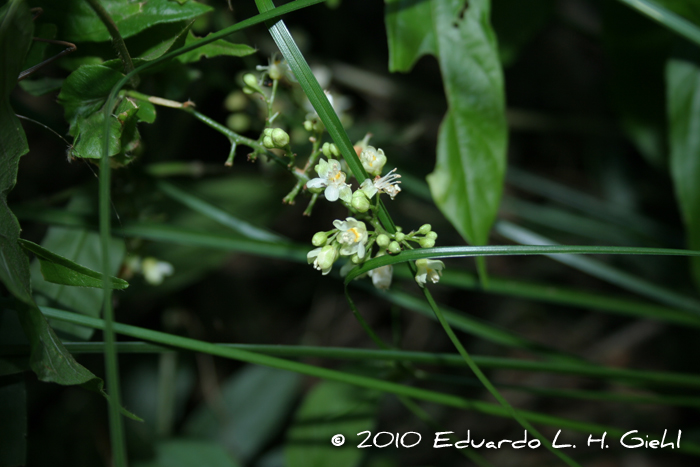 Paullinia meliifolia