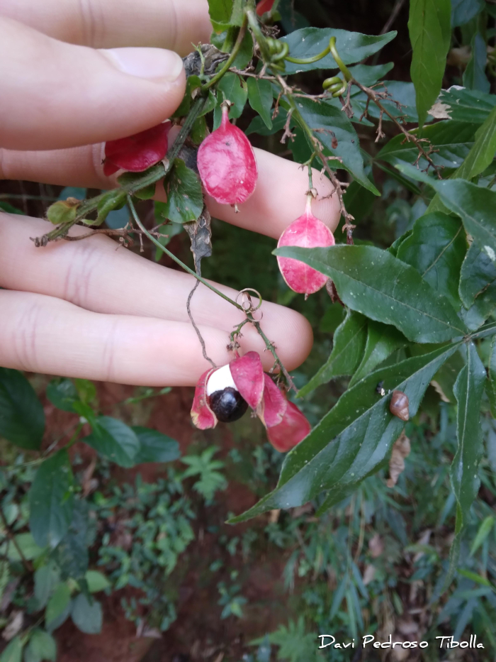 Paullinia meliifolia