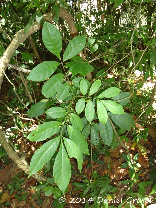 Trichilia pallens