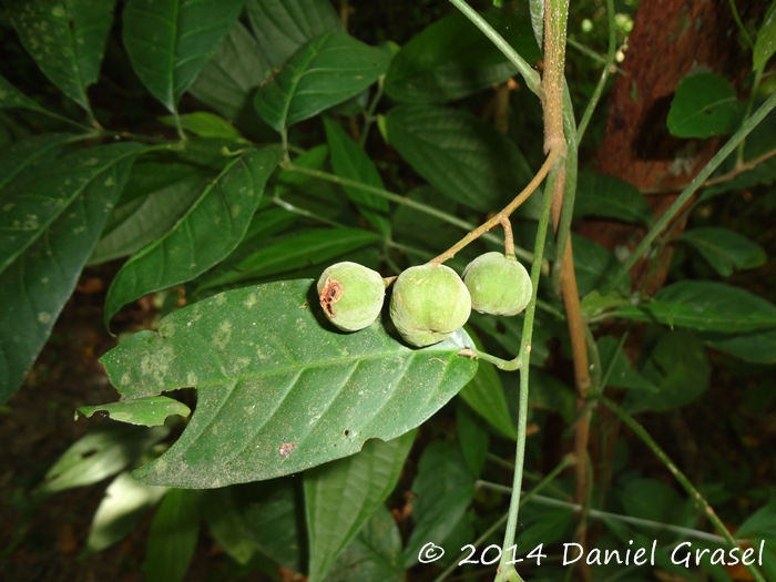 Trichilia pallens