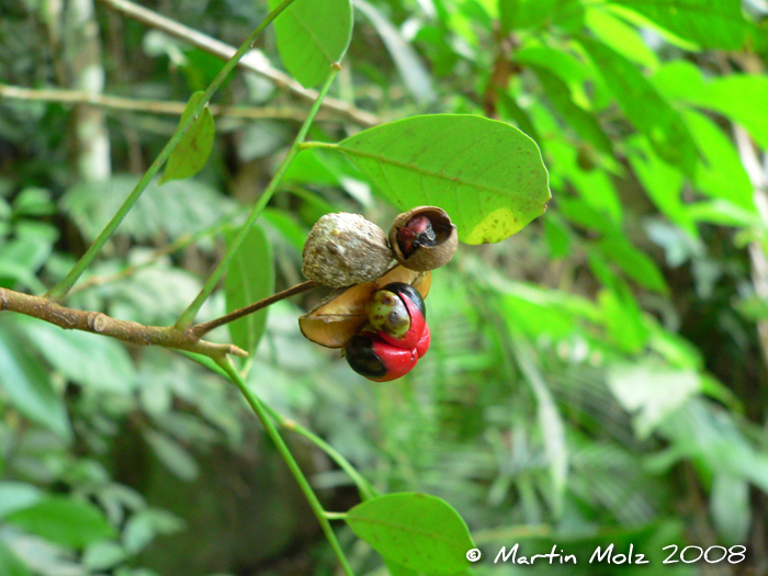 Trichilia pallens