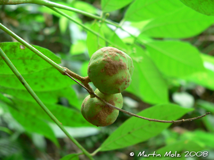 Trichilia pallens