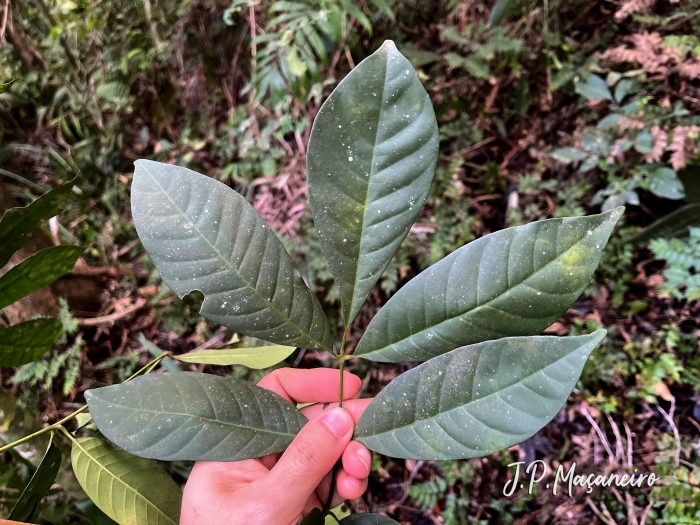 Trichilia pallens