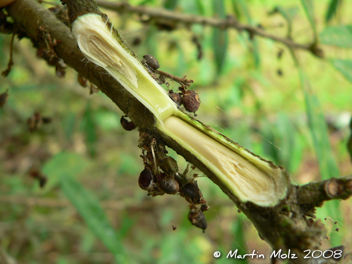 Daphnopsis fasciculata