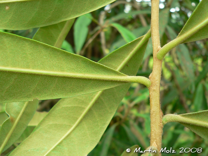 Daphnopsis fasciculata