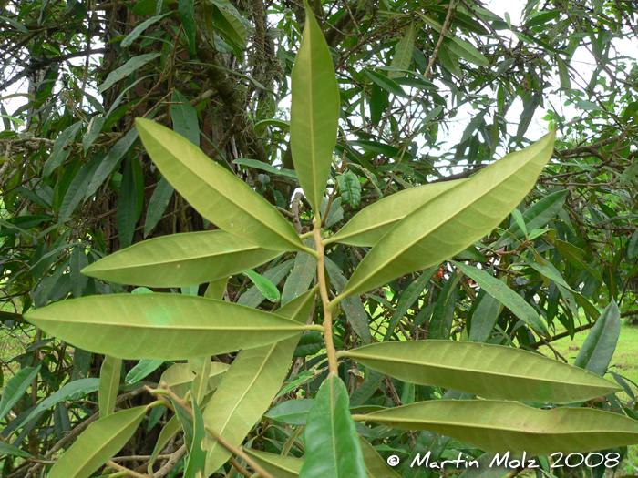 Daphnopsis fasciculata