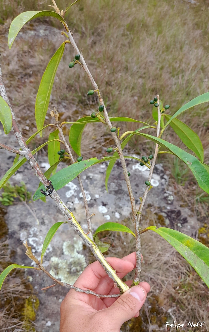 Daphnopsis fasciculata