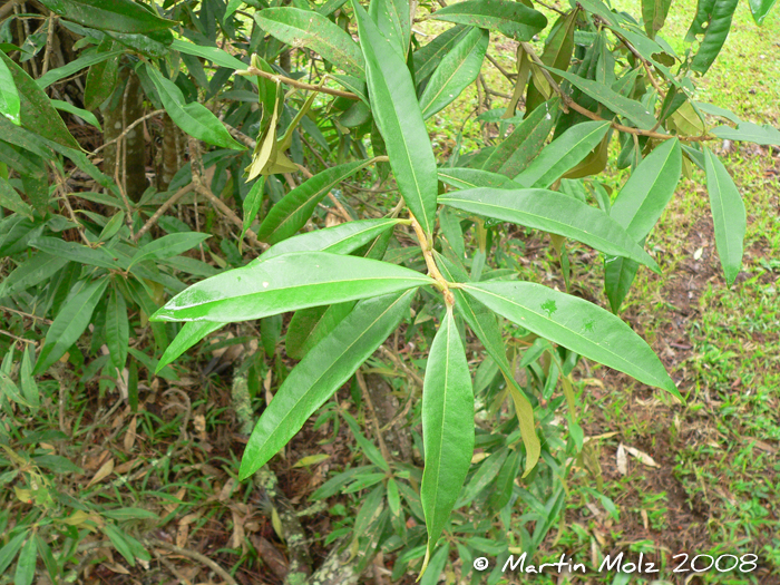 Daphnopsis fasciculata