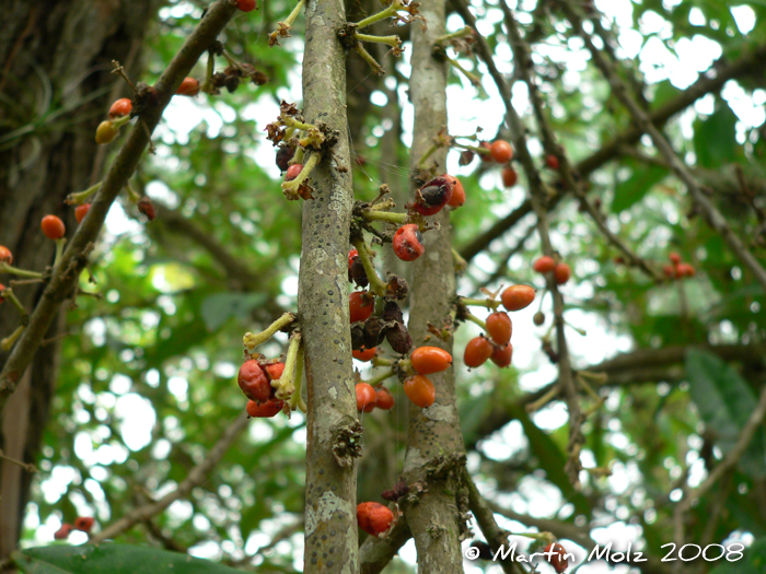 Daphnopsis fasciculata