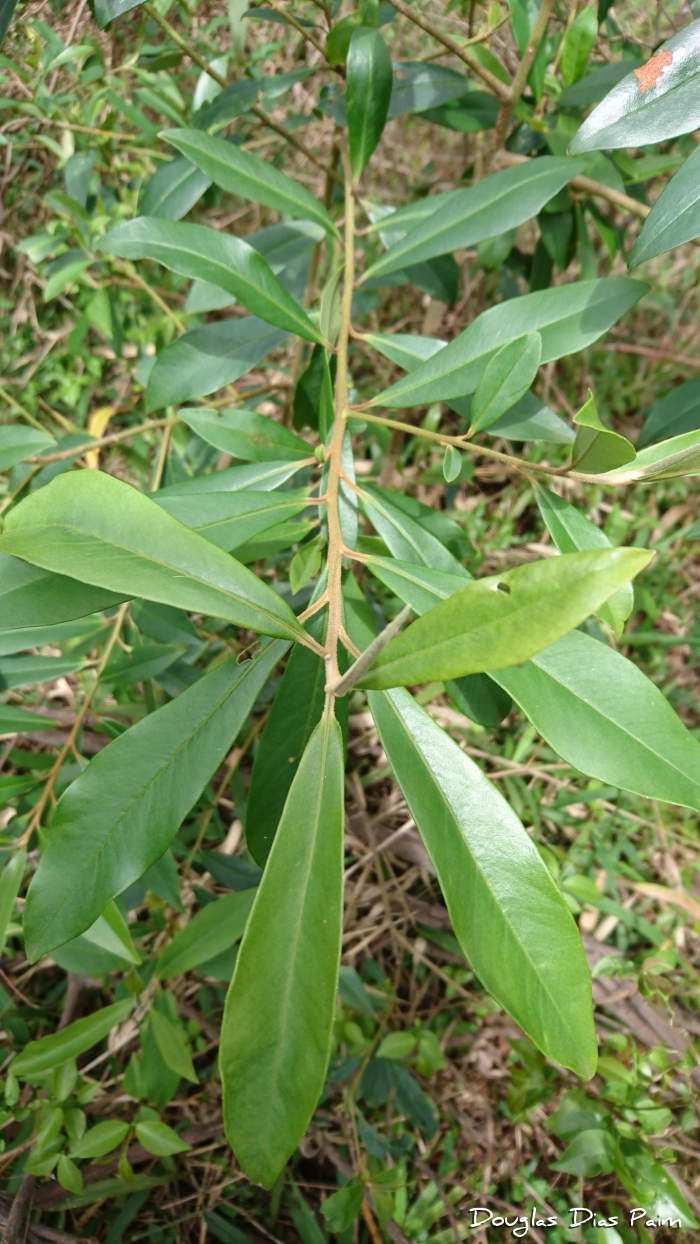 Daphnopsis fasciculata