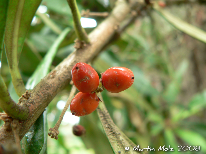 Daphnopsis fasciculata