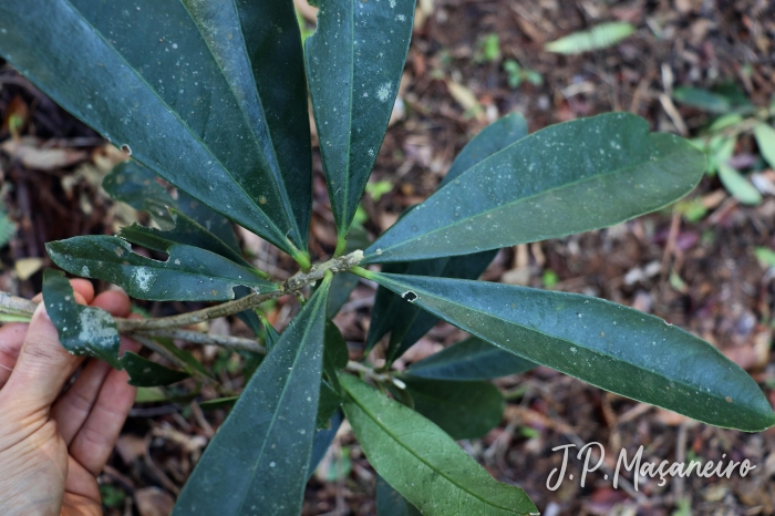 Daphnopsis fasciculata