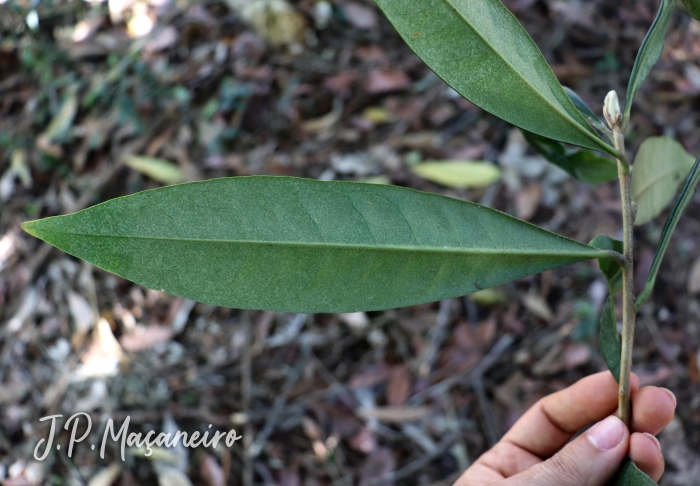 Daphnopsis fasciculata