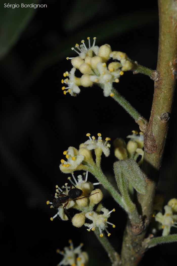 Daphnopsis fasciculata