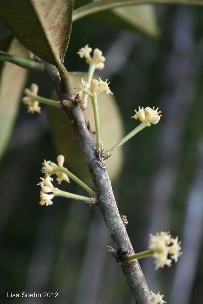 Daphnopsis fasciculata