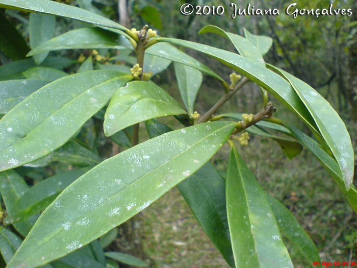 Daphnopsis fasciculata