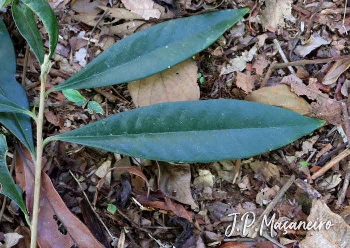 Daphnopsis fasciculata