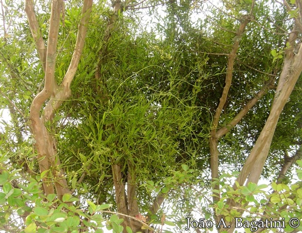 Phoradendron affine