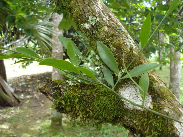 Phoradendron affine