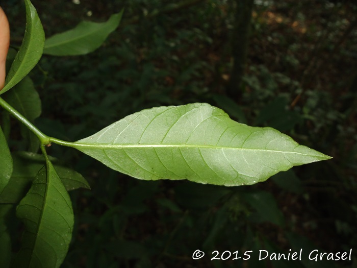 Psychotria nitidula