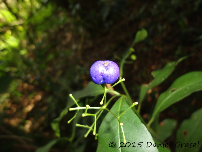 Psychotria nitidula