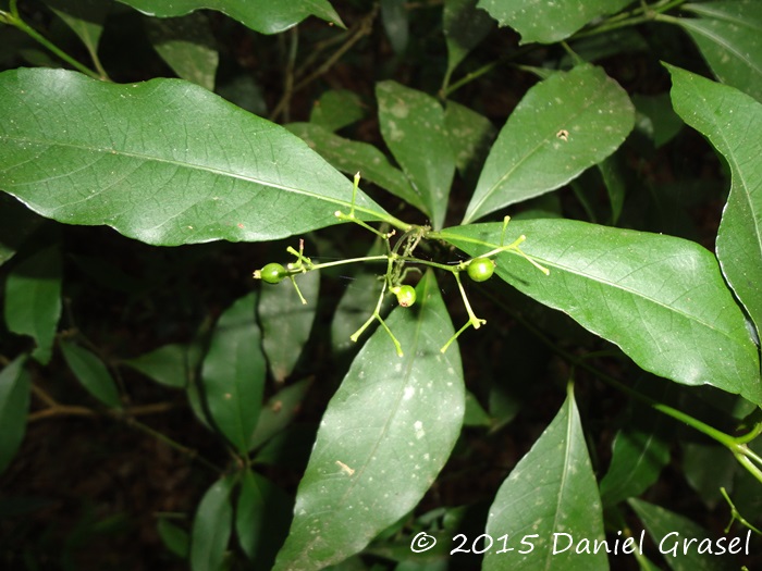 Psychotria nitidula